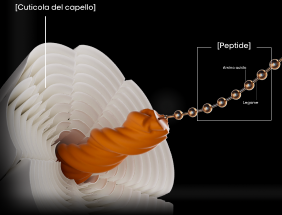 Ilustración que muestra cómo los péptidos ayudan a reparar el cabello dañado fortaleciendo la cutícula y mejorando la resistencia de la fibra capilar.